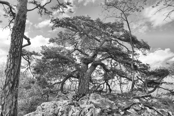 Black and white photograph of a Scots pine on rocky ground with clouds, Pinus sylvestris, Trimbach,