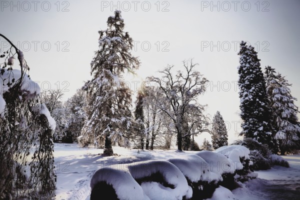 A snowy landscape with various trees, interspersed with sunlight, conveys a peaceful, wintry