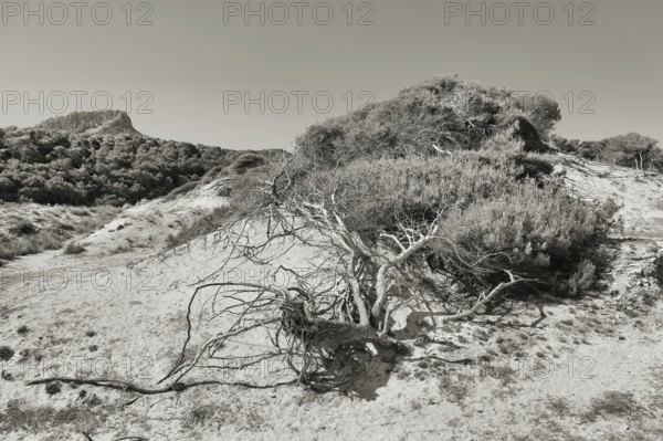 A barren pine tree in a barren dune landscape with bushes and hills in the background in a