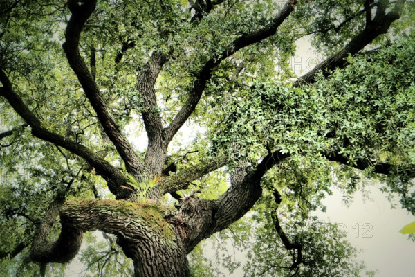 A view into the crown of a holm oak with intense green leaves and impressive, sweeping branches,