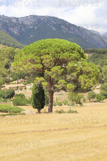 A large pine tree with a green tuft of needles against a sunny background of mountains and a