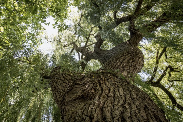 View through the dense leaves of a large weeping willow in bright sunshine, Salix babylonica,