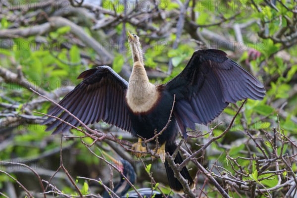 Bird with outstretched wings on a branch surrounded by greenery, Darter (Anhinga anhinga), spring,