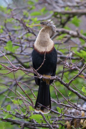 Bird spreading wings on a branch in a green environment, Darter (Anhinga anhinga), spring,