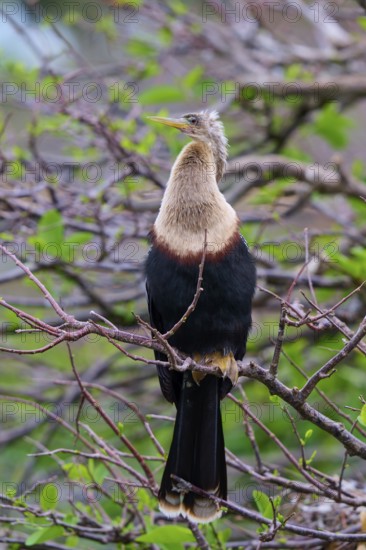 Bird spreading its wings on a branch surrounded by greenery, Darter (Anhinga anhinga), spring,