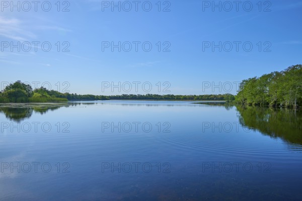 A tranquil lake surrounded by cypress forest under a clear sky, Orlando Wetlands, Christmas,