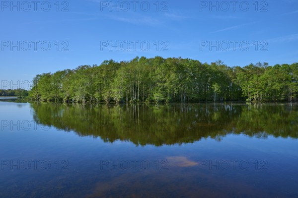 A tranquil lake with cypress trees reflected in the water, Orlando Wetlands, Christmas, Florida,