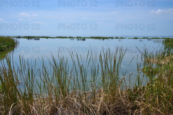 Tall reeds growing on calm water, blue sky and natural surroundings, Lake Apopka North Shore,