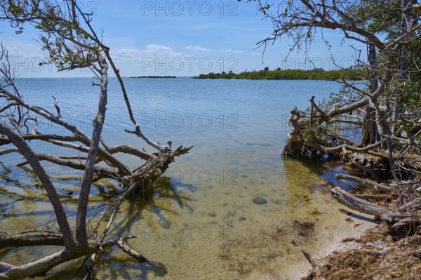 Coastal landscape with clear water and bare branches, harmonious and calm, Haulover Canal, Merritt