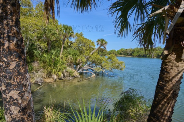 Palm trees in the foreground and clear water with lush vegetation, Haulover Canal, Merritt Island