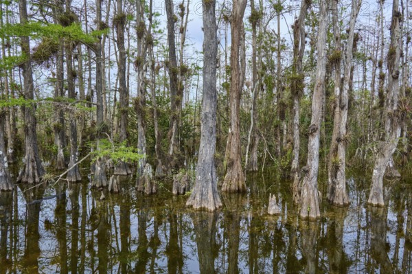 Calm water with reflection of cypress trees under grey sky in a swamp, Big Cypress National