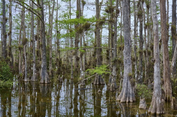 Tall, slender cypress trees in the water under a cloudy sky, surrounded by dense vegetation, Big