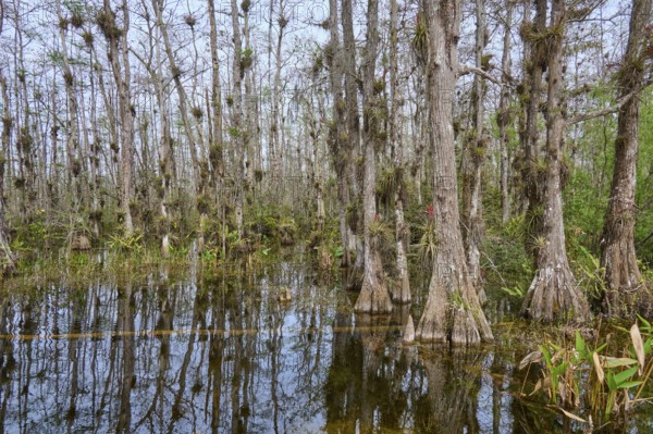 Flooded area with dense, moss-covered cypress trees in the swamp, Big Cypress National Preserve,