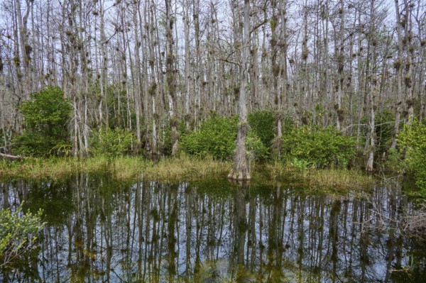 Water with reflection of bald cypress trees against an overcast sky in a marsh, Big Cypress