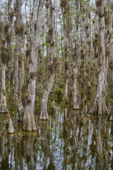 Dense forest with reflective cypress trees and some vegetation on marshy water, Big Cypress