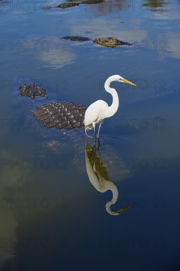 Great Egret (Egretta alba), standing in calm water while an American Alligator (Alligator