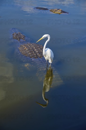 A white egret (Egretta alba), standing calmly next to a swimming American alligator (Alligator
