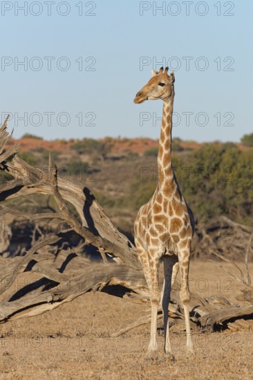 South African giraffe (Giraffa camelopardalis giraffa), adult, animal portrait, evening light,