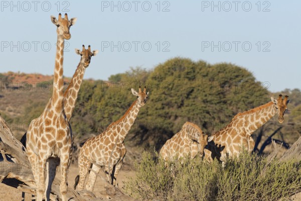 South African giraffes (Giraffa camelopardalis giraffa), two adults with young feeding on leaves,