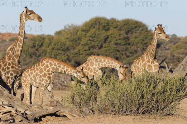 South African giraffes (Giraffa camelopardalis giraffa), adult female with young feeding on leaves,