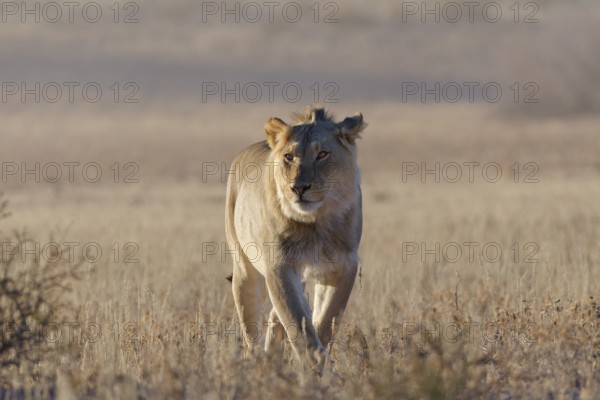 African lion (Panthera leo), male walking in tall dry grass, early morning, backlight, Kgalagadi