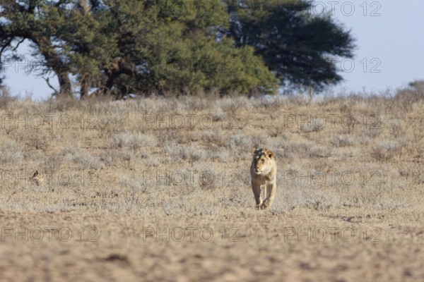 African lion (Panthera leo), male walking in dry grass, towards the waterhole, Kgalagadi