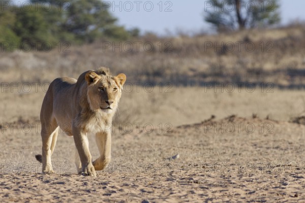 African lion (Panthera leo), male walking towards the waterhole, Kgalagadi Transfrontier Park,