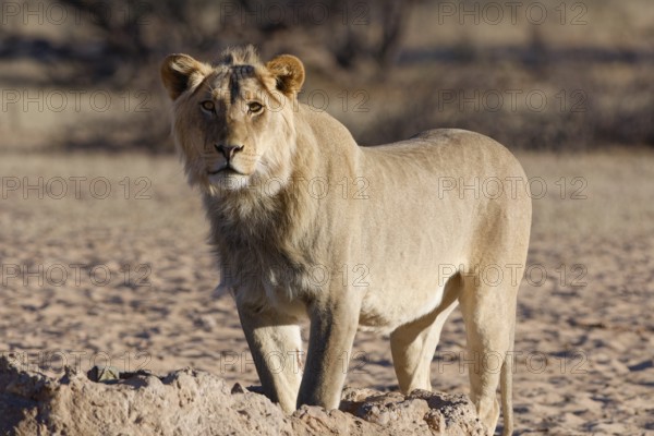 African lion (Panthera leo), male standing at waterhole, looking at camera, alert, Kgalagadi