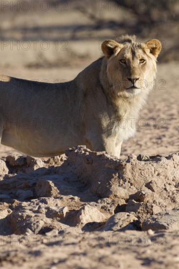 African lion (Panthera leo), male standing at waterhole, looking at camera, alert, Kgalagadi