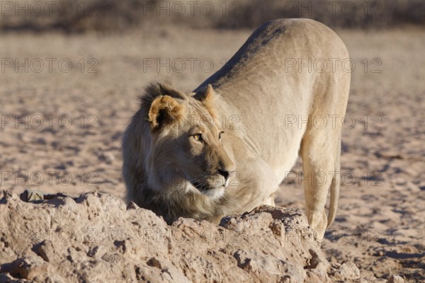 African lion (Panthera leo), male drinking at waterhole, alert, Kgalagadi Transfrontier Park,