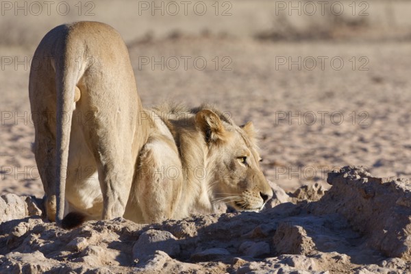 African lion (Panthera leo), male drinking at waterhole, alert, Kgalagadi Transfrontier Park,