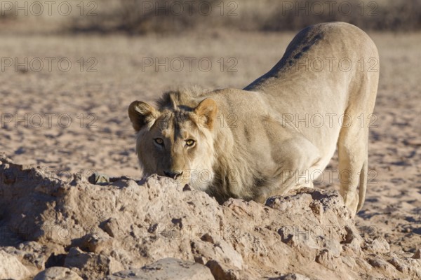 African lion (Panthera leo), male drinking at waterhole, looking at camera, alert, Kgalagadi