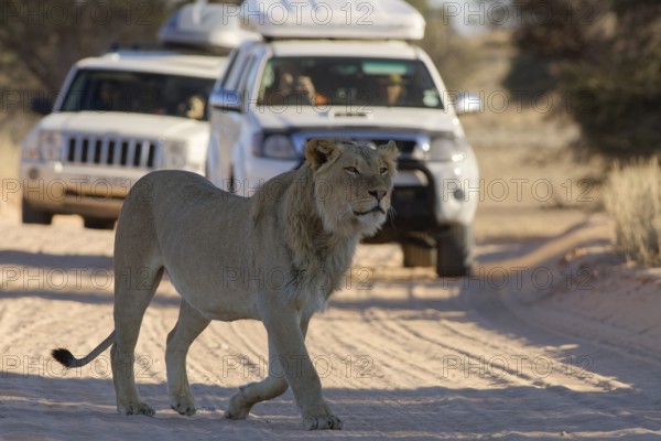 African lion (Panthera leo), male walking on a dirt road, followed by two off-road vehicles with