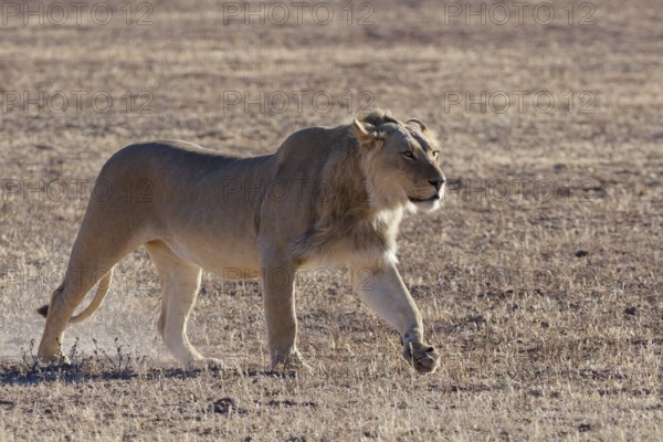 African lion (Panthera leo), male walking in dry grass, backlight, Kgalagadi Transfrontier Park,