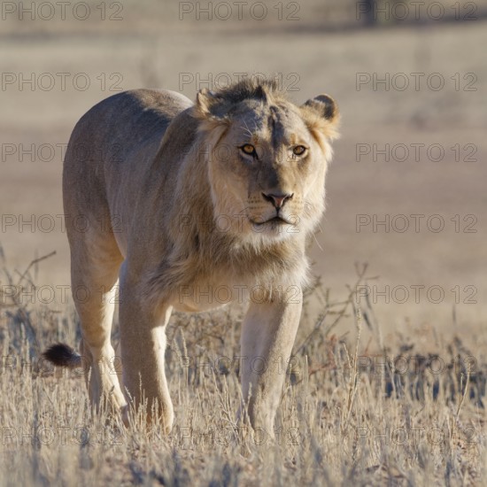 African lion (Panthera leo), male walking in tall dry grass, looking at camera, Kgalagadi