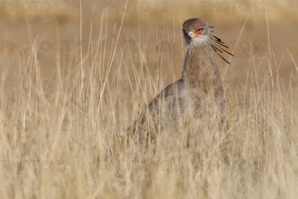Secretary bird (Sagittarius serpentarius), adult, foraging in tall dry grass, Kgalagadi