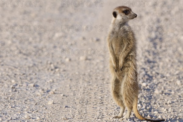 Meerkat (Suricata suricatta), adult, standing on gravel road, in lookout position, alert, Kgalagadi