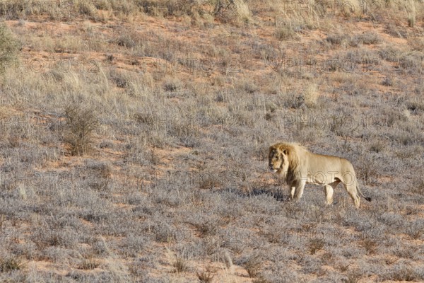 African lion (Panthera leo), male standing on a grassy sand dune, alert, Kgalagadi Transfrontier