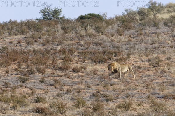 African lion (Panthera leo), male walking on a grassy sand dune, Kgalagadi Transfrontier Park,