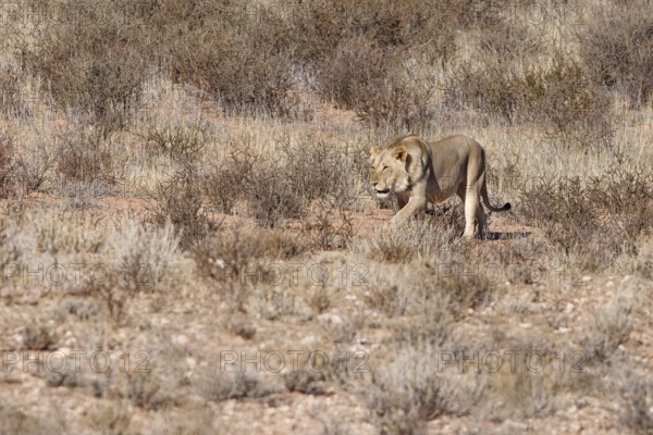 African lion (Panthera leo), male walking on a grassy sand dune, Kgalagadi Transfrontier Park,