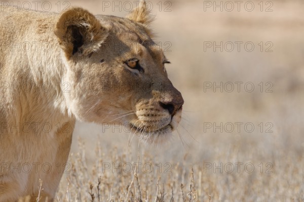 African lion (Panthera leo), lioness walking in tall dry grass, close-up of the head, Kgalagadi