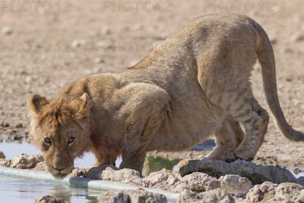 African lion (Panthera leo), young male drinking at waterhole, looking at camera, alert, Kgalagadi