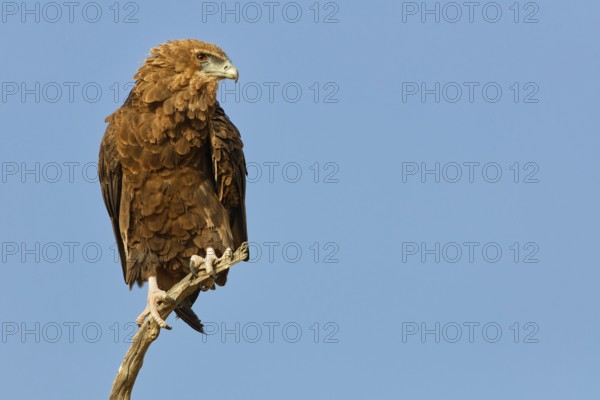 Bateleur eagle (Terathopius ecaudatus), juvenile, sitting on a tree branch, Kgalagadi Transfrontier