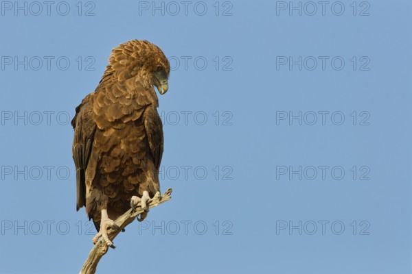 Bateleur eagle (Terathopius ecaudatus), juvenile, sitting on a tree branch, Kgalagadi Transfrontier