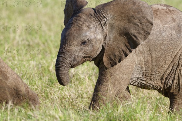 African bush elephant (Loxodonta africana), elephant baby walking in grassland, Addo Elephant