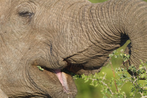 African bush elephant (Loxodonta africana), elephant calf feeding on leafy twigs, close-up of open