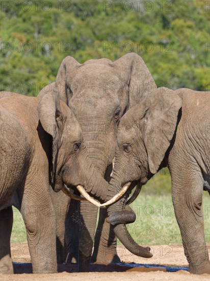 African bush elephants (Loxodonta africana), three adult males drinking at a waterhole, elephant