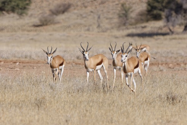 Springboks (Antidorcas marsupialis), group of adults, running in tall dry grass, Kgalagadi