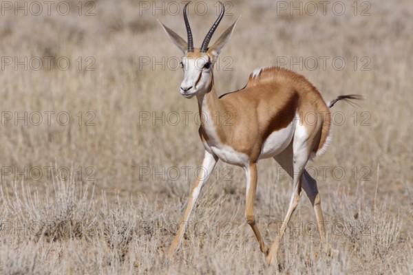 Springbok (Antidorcas marsupialis), adult, running in dry grass, Kgalagadi Transfrontier Park,