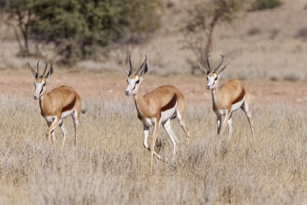 Springboks (Antidorcas marsupialis), group of adults, running in tall dry grass, Kgalagadi